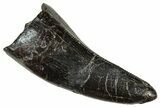 Serrated Tyrannosaur Tooth - Two Medicine Formation #303593-1